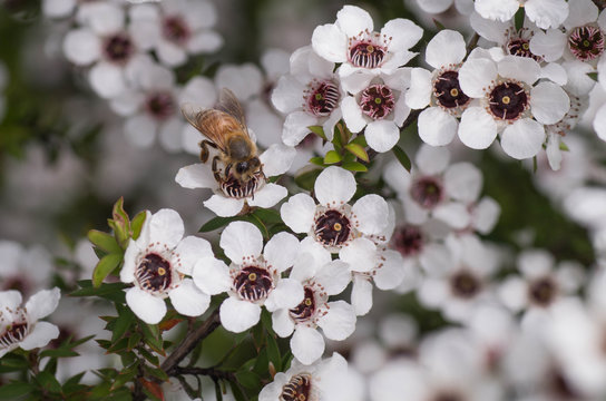 Honey Bee on Manuka Flower, from which honey with medicinal 