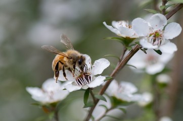 Honey Bee on Manuka Flower, from which honey with medicinal 