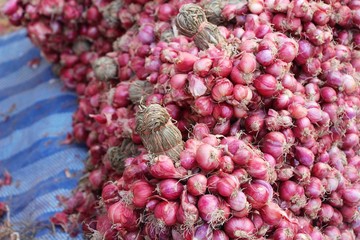 Shallot - asia red onion for at cooking