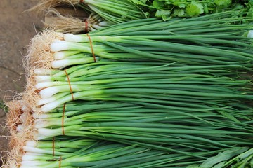 Fresh spring onion in the market