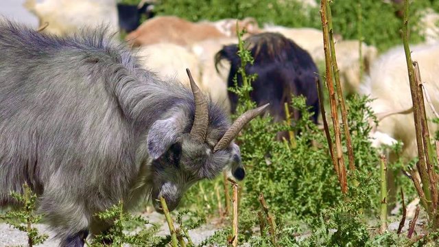 Changthangi or Kashmir Pashmina goat chews grass. Portrait of grazing herbivorous domestic animal Pangong Tso lake. Beautiful livestock feeding at Himalayan highlands. Ladakh, India