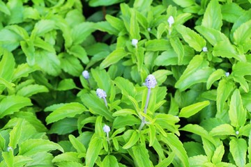 Purple salvia flowers at beautiful in garden