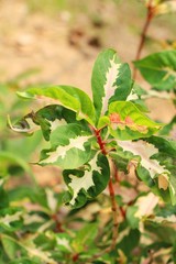 Green leaf in the garden with nature