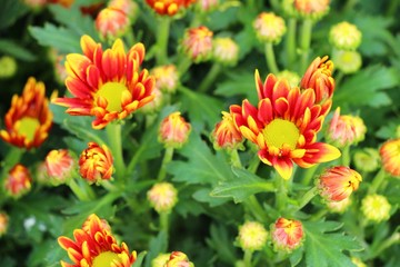 Chrysanthemums flower is beautiful in the garden