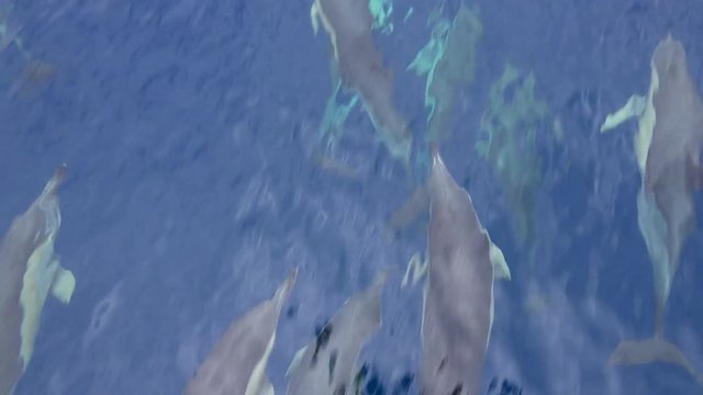 Pod of dolphins riding in the bow wave, top down traveling shot