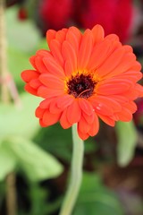 Gerbera flowers in garden with the nature