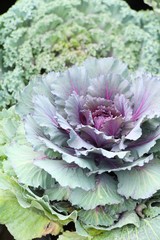 Head cabbage in the garden with nature