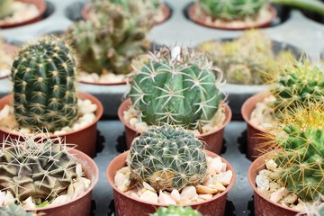 Beautiful small the cactus in the pot