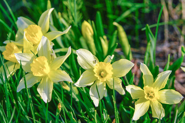 Blooming Yellow Daffodils
