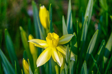 Obraz premium Blooming Yellow Daffodils