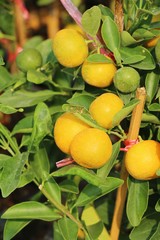 Ripe orange fruit hangs on the tree