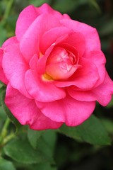 Beautiful roses is blooming in the garden