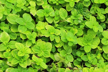 Pepper mint leaves in garden with nature