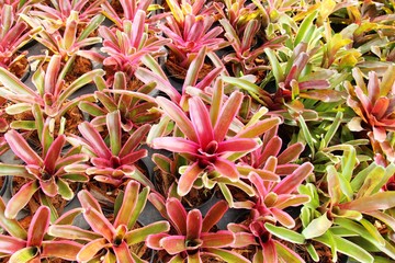 Bromeliad flower in the garden with nature