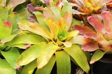 Bromeliad flower in the garden with nature