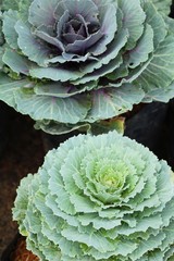 Obraz premium Head cabbage in the garden with nature