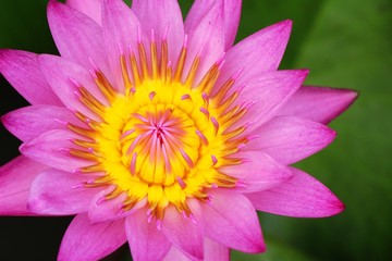 Beautiful lotus in the pond with nature