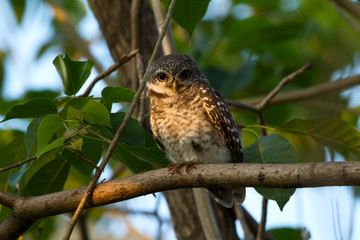 Spotted owlet on branch at dawn 