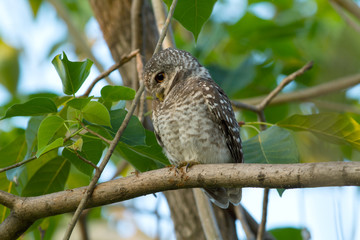 Spotted owlet on branch at dawn 