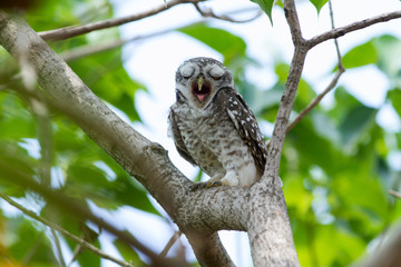 Spotted owlet on branch. This common resident species has been captured at Suan Luang Park, Bangkok, Thailand.  