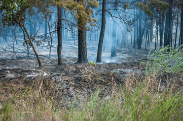 Smoke and fire in the forest after a forest fire.