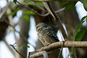 Spotted owlet rest on branch at dawn