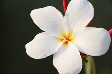 Fototapeta na wymiar Plumeria flower with beautiful in the nature