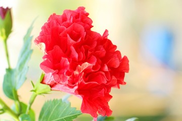 Hibiscus flower at beautiful in the nature