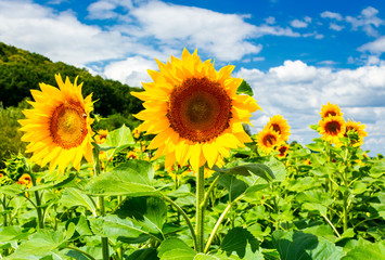 sunflower field in the mountains. lovely agricultural background. fine sunny weather with some...