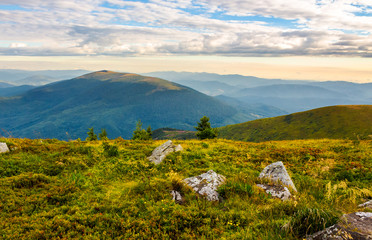 Fototapeta na wymiar boulders on grassy hill in summer. lovely nature scenery under the cloudy sky in Carpathian mountains, Ukraine