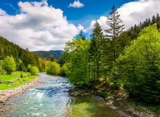 River flows among of a green forest at the foot of the mountain. Picturesque nature of rural area...