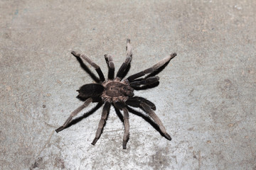 Spider on the floor, black curly-hair tarantula Brachypelma albopilosum
