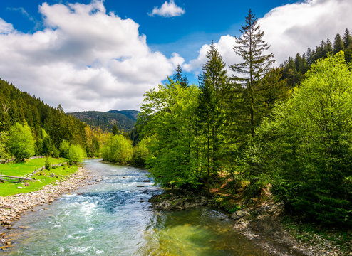 River flows among of a green forest at the foot of the mountain. Picturesque nature of rural area in Carpathians. Serene springtime day under blue sky with some clouds
