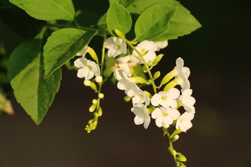 White flower is beauty in the garden