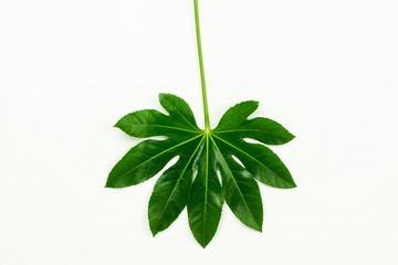 green tropical  leaves on white background. Flat lay, top view. copy space