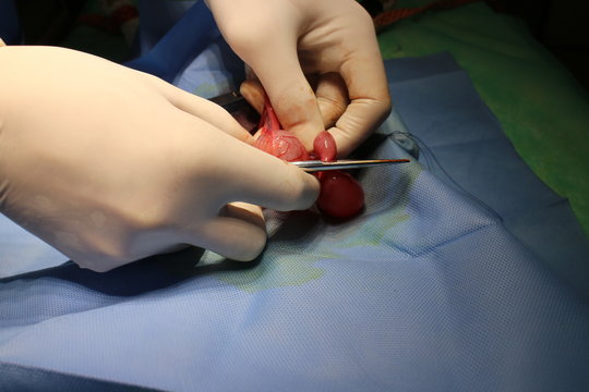 Surgery of cyst on ovary by cat