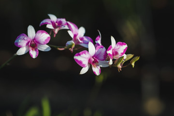 Fototapeta na wymiar Purple orchid flowers