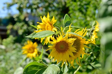 Bush sunflowers on a sunny day