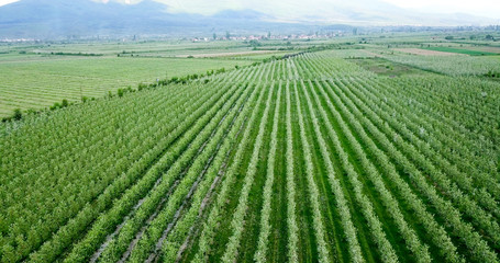 drone photography,aerial view of orchards in resen, prespa, macedonia