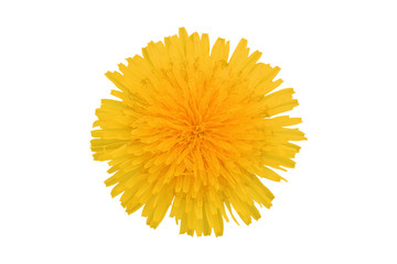 Yellow dandelion flower, isolated on white background