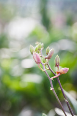 Purple orchid flowers