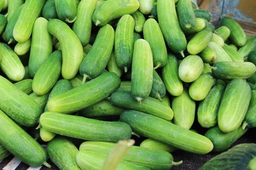 Fresh cucumbers for cooking in the market