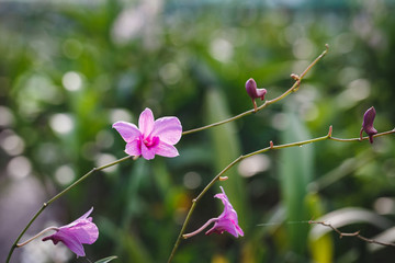 Purple orchid flowers