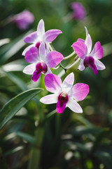 Fototapeta na wymiar Purple orchid flowers