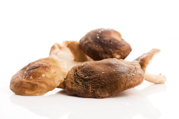 Shitake Mushroom on White Background