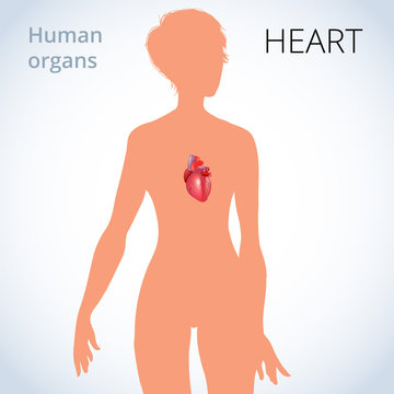 the location of the heart in the female body, the human circulatory system