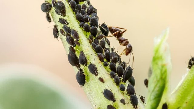 Farmer ant is milking the flock of aphids on plant stem. Example of mutualistic relationship between dairying ants and plant-louses, nature macro photography