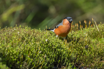 Eurasian Bullfinch, Pyrrhula pyrrhula standing in the moss