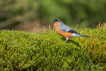 Eurasian Bullfinch, Pyrrhula pyrrhula standing in the moss