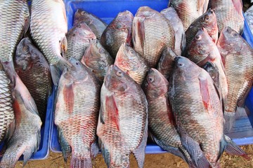 Fresh fish for cooking in the market.